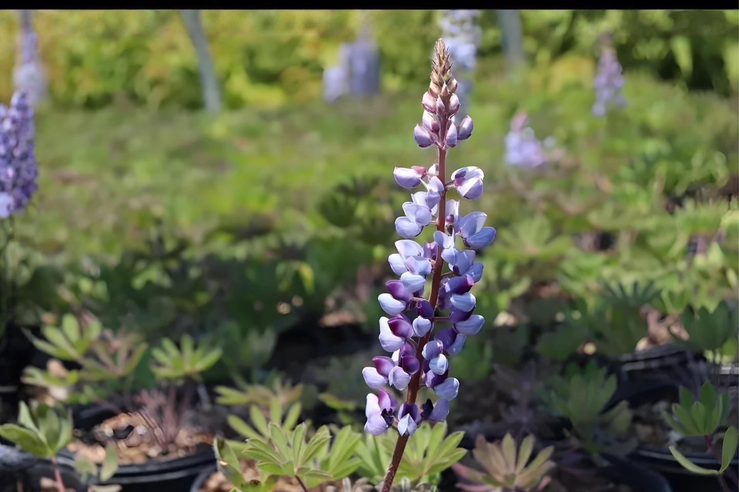 Blue Lupine Seeds (Lupinus perennis) – Native Perennial with Blue Flower Spikes for Pollinator Gardens