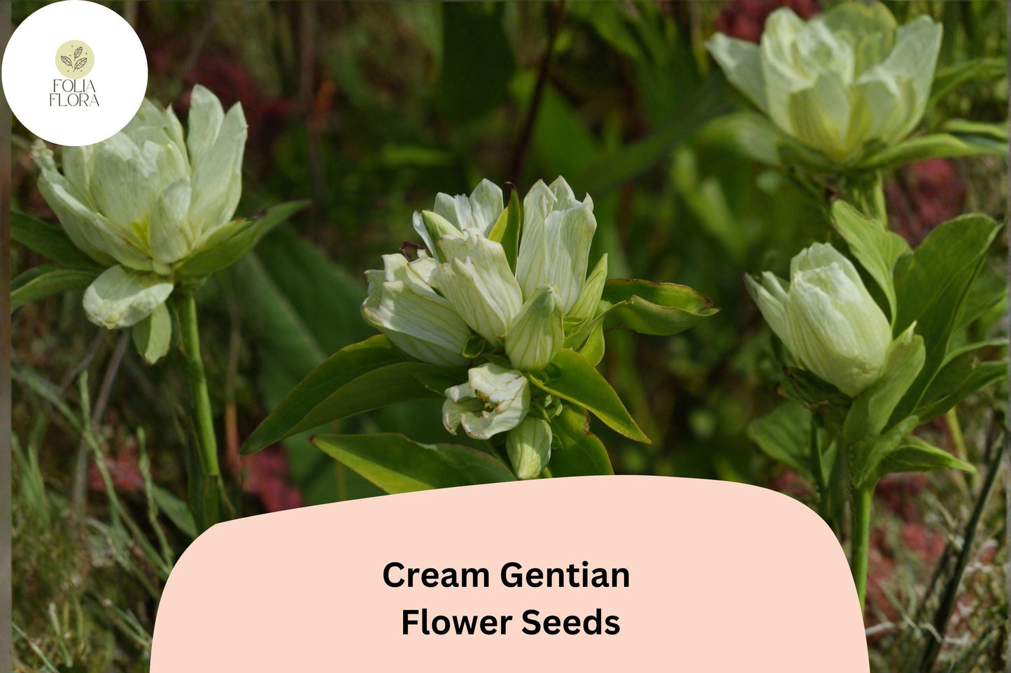 Cream Gentian Seeds – 100 Native Perennial Wildflower Seeds, Pale Yellow Blooms, Gentiana flavida for Native Gardens