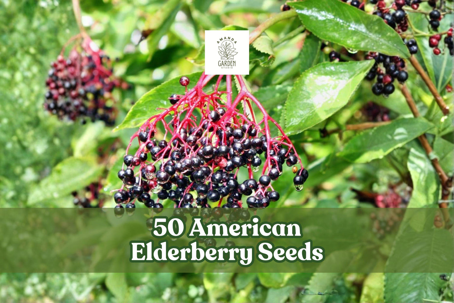American Elderberry Seeds – Sambucus canadensis Deciduous Berry Shrub for Garden, Hedgerows & Landscape Plantings