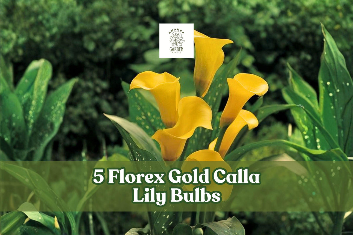 Florex Gold Calla Lily Bulbs – Yellow Trumpet Flowers – Zantedeschia perennials for Garden Beds & Containers