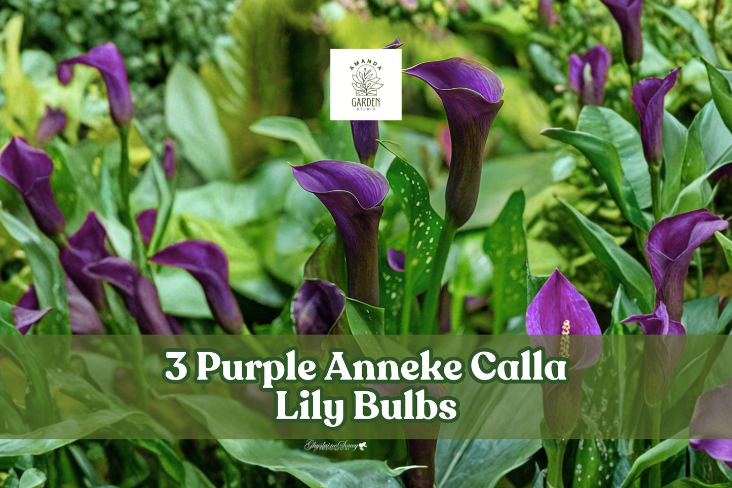 Purple Anneke Calla Lily Bulbs – Zantedeschia spp. – Deep Purple Trumpet Flowers for Garden Beds & Containers