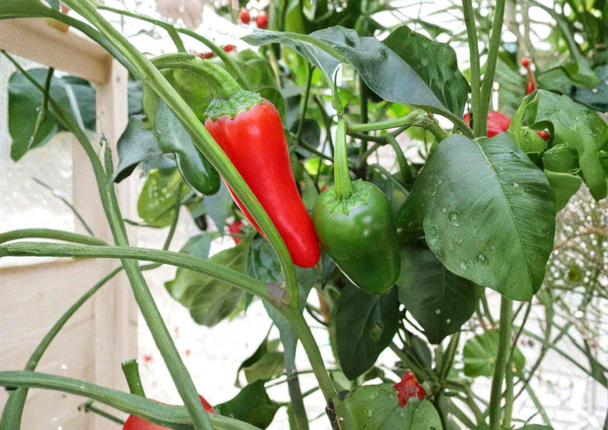 Jalapeno Pepper Seeds, Heirloom Non-GMO, Medium Hot Chili, Capsicum annuum, Vegetable Garden Planting, Fast Growing Seed Pack