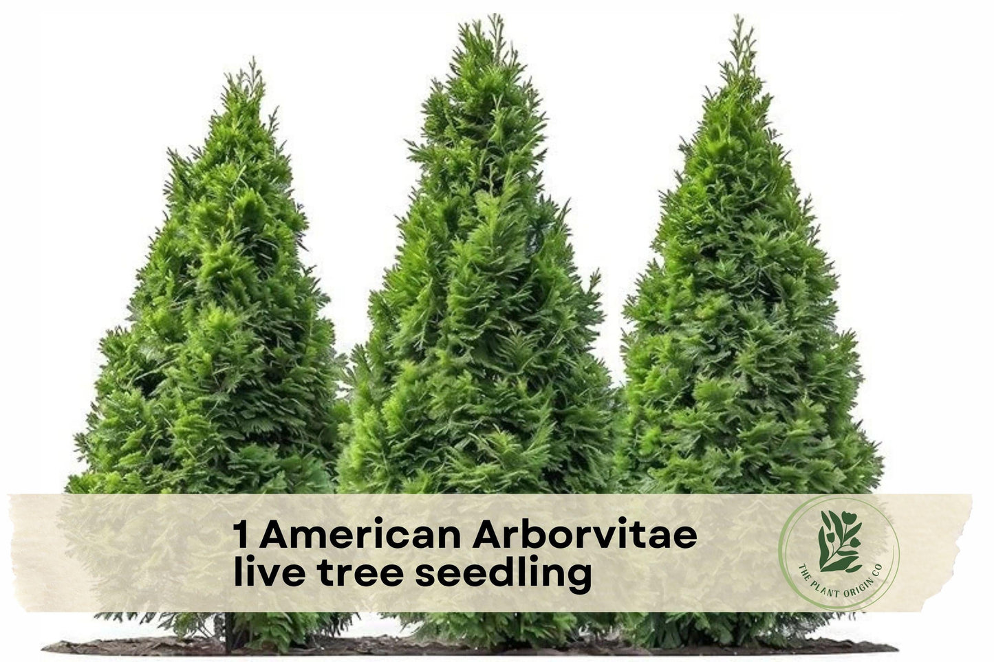 American Arborvitae Live Tree Seedling – Evergreen Privacy Hedge, Thuja occidentalis, Outdoor Landscaping Plant