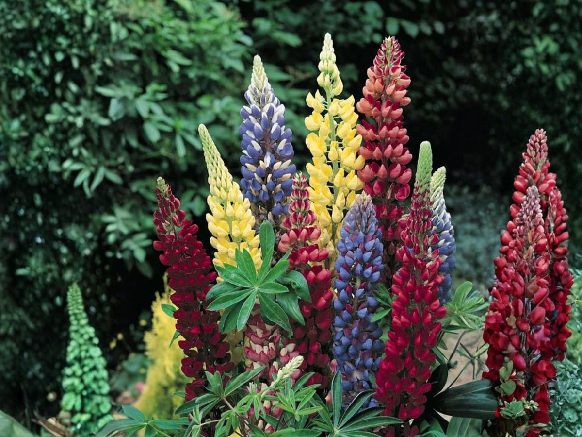 Large Leaf Lupine Seeds | Heirloom Non-GMO Flower for Garden, Cottage Garden, Pollinator Friendly | Lupinus polyphyllus