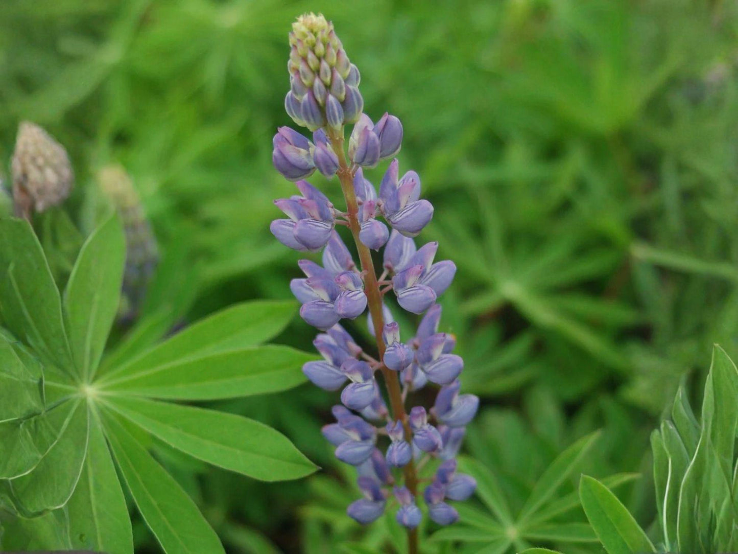 Blue Perennial Lupine Seeds | Heirloom Non-GMO Wildflower Garden Planting | Lupinus perennis Flower Seeds