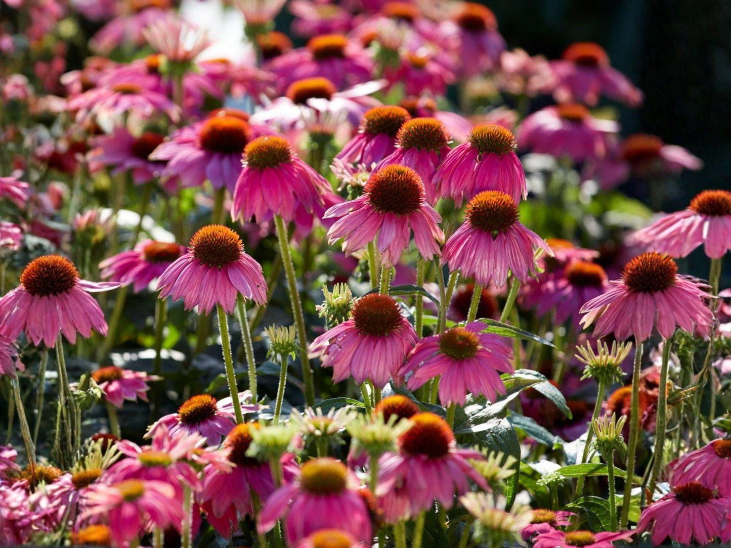 Purple Coneflower Seeds | Heirloom Non-GMO Echinacea purpurea Flower Seeds for Pollinator Gardens