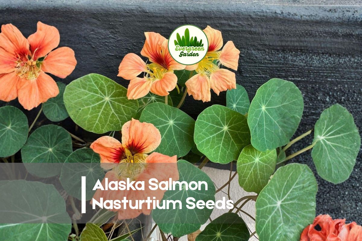 Alaska Salmon Nasturtium Seeds, Tropaeolum majus, Edible Flowers, Bright Salmon Pink Blooms, Variegated Foliage, Pollinator-Friendly