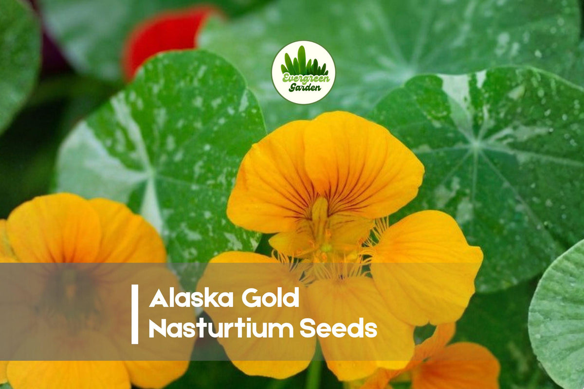 50 Alaska Gold Nasturtium Seeds - Edible Bright Golden Yellow Flowers, Variegated Foliage, Tropaeolum majus, Annual Garden Seeds