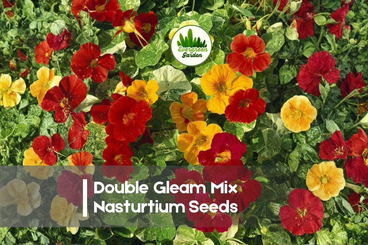 Double Gleam Mix Nasturtium Seeds – Vibrant Red, Orange, Yellow & Cream Flowers, Edible, Pollinator-Friendly, Tropaeolum majus, Annual