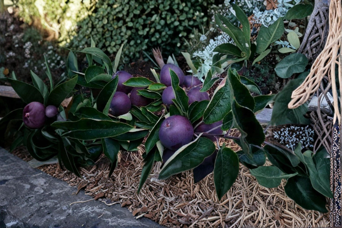 Black Diamond Apple Tree Seeds – Malus domestica, Ornamental & Fruit Producing, Full Sun, Well-Draining Soil, 5 Seeds