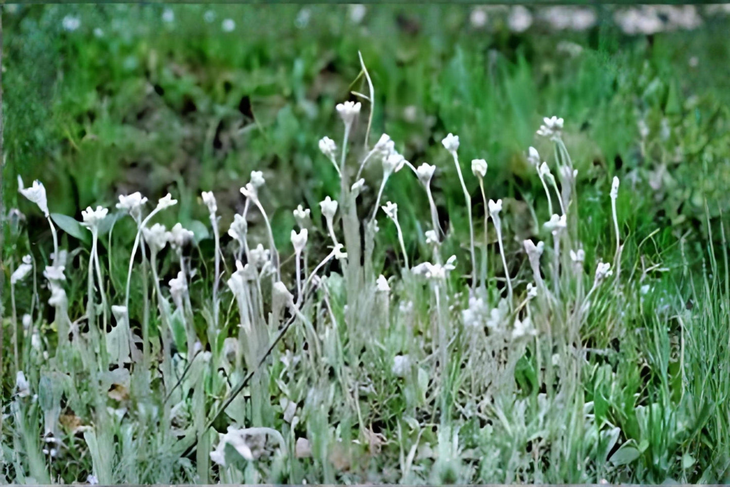 Prairie Pussytoes Seeds 100 Pack | Native Wildflower with Silvery Foliage | Antennaria neglecta for Prairie, Rock Gardens & Drought Tolerance