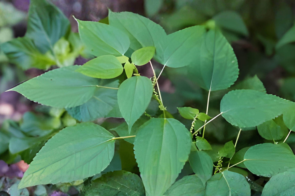 False Nettle Seeds (100) | Native Woodland Plant with Green Flower Spikes | Boehmeria cylindrica