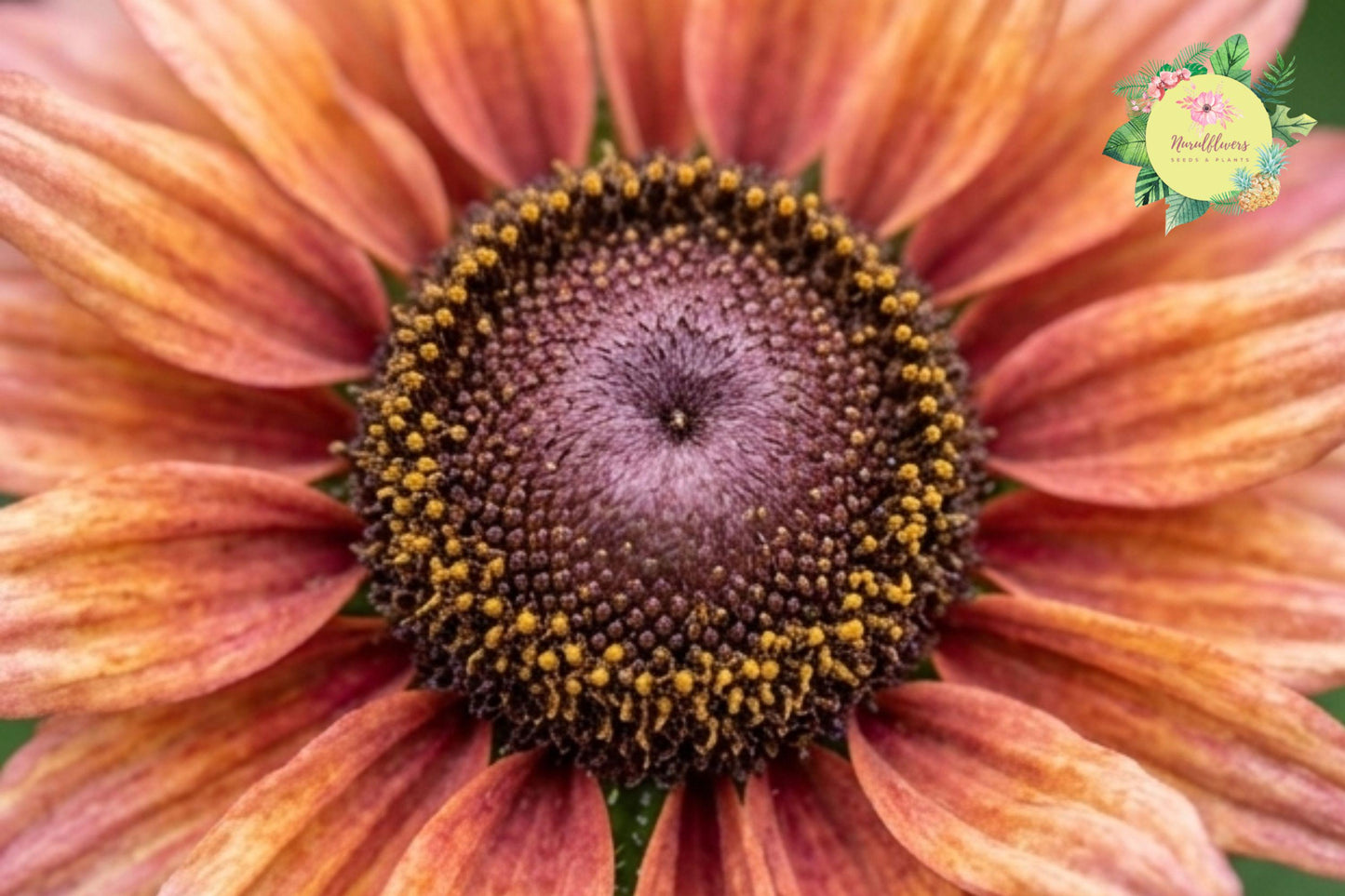 Sahara Summer Hues Rudbeckia Seeds – Black-eyed Susan Annual Flower Garden Pack of 125+ Seeds