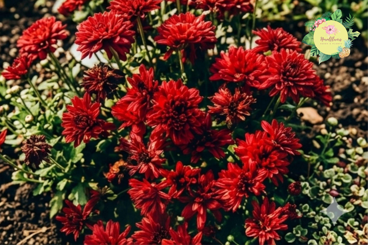 Sublime Cherry Mum Seeds – 200+ Annual Chrysanthemum Flower Seeds, Red Blooms, Chrysanthemum morifolium, Garden Border & Container Plant