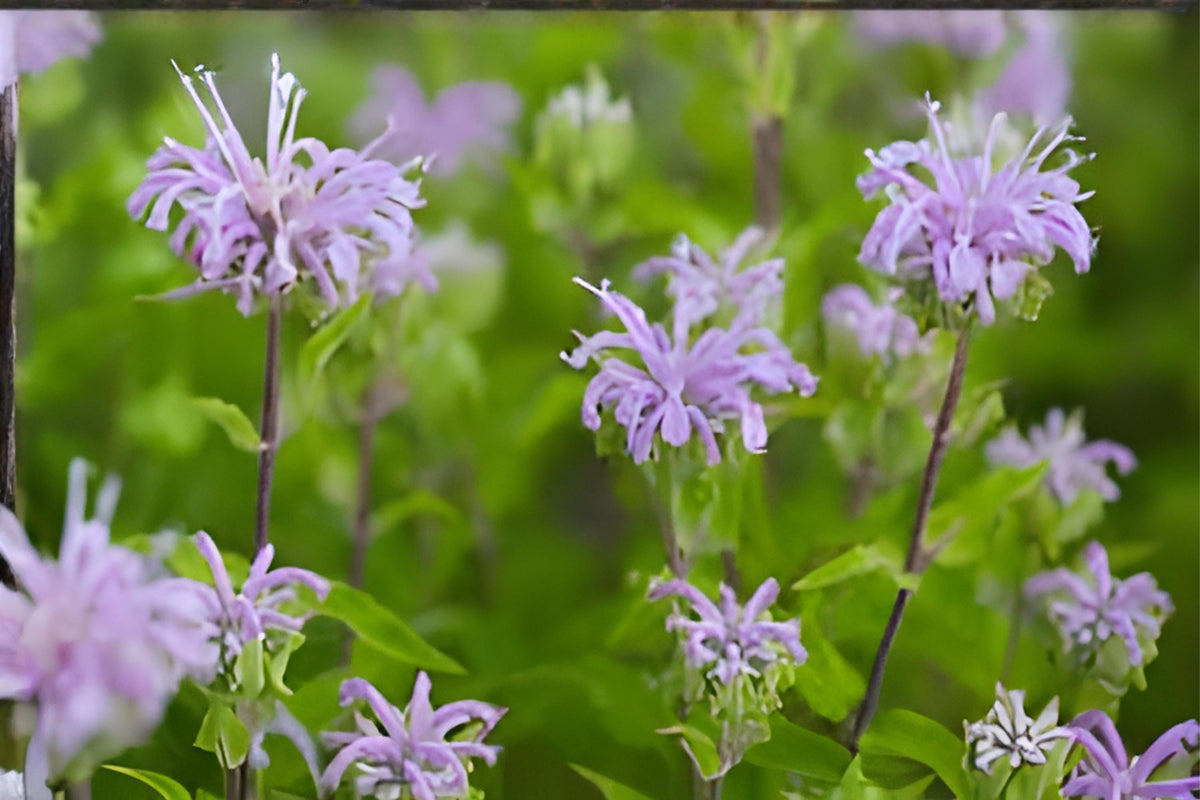 Wild Bergamot Seeds 100 Pack, Native Monarda fistulosa, Fragrant Lavender Wildflower for Bees & Pollinator Gardens