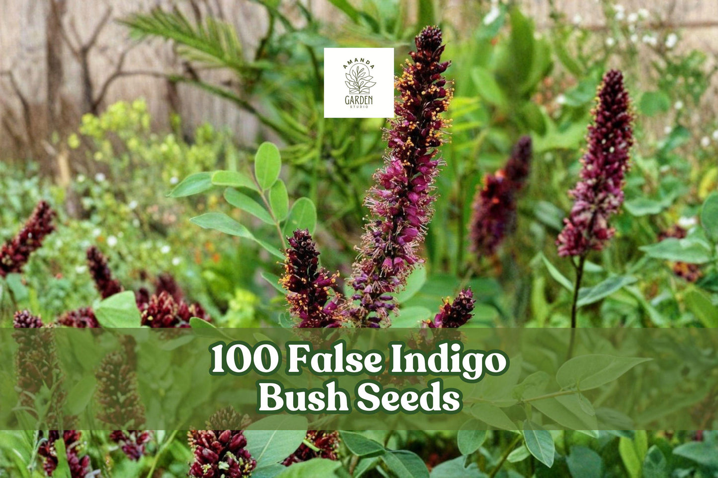 False Indigo Bush Seeds – Amorpha fruticosa Perennial Shrub with Purple Flowers, Ornamental Landscape Plant, 100 Seeds