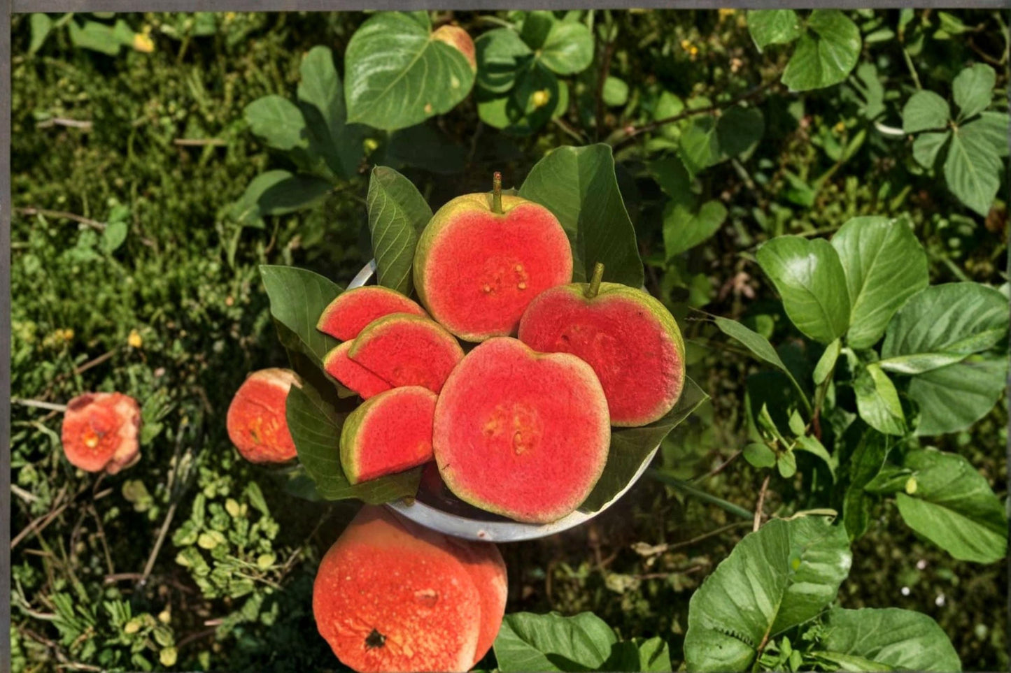 Diamond Guava Plant – 8-12" Tropical Fruit Tree, Psidium guajava, Evergreen with Fragrant White Flowers