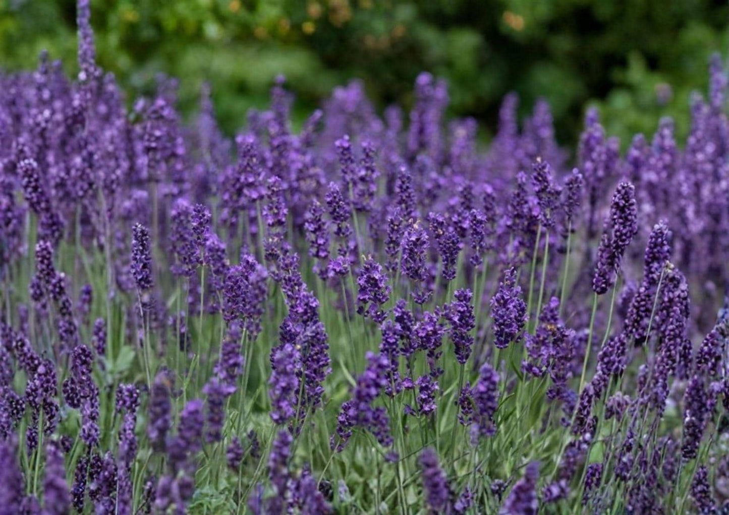 Lavender Seeds, Heirloom Non-GMO, Aromatic Purple Blooms, Pollinator Friendly, Lavandula angustifolia, Herb Garden Planting Seeds