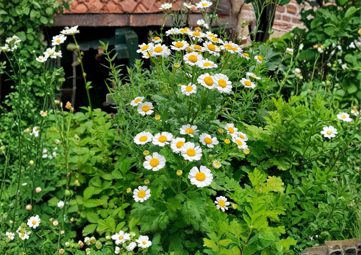 Feverfew Seeds, Non-GMO, Heirloom, Perennial Medicinal Herb, Tanacetum parthenium, Daisy Flower Garden Seeds, Pollinator Friendly