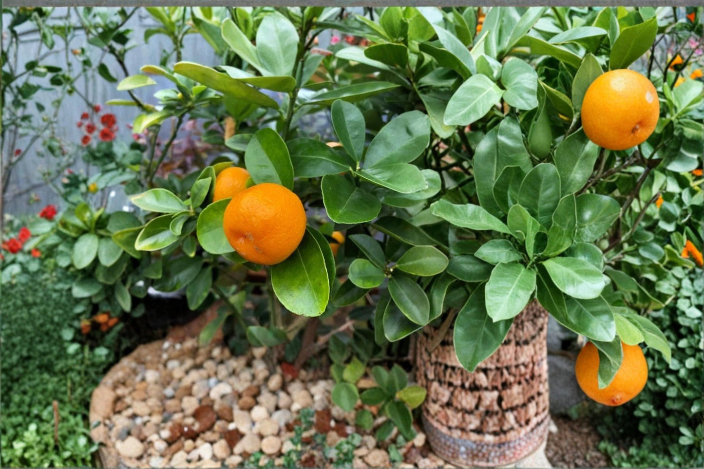 Live Fukushu Kumquat Plant | 8-12 Inches | Citrus japonica ‘Fukushu’ | Compact Evergreen Citrus Tree