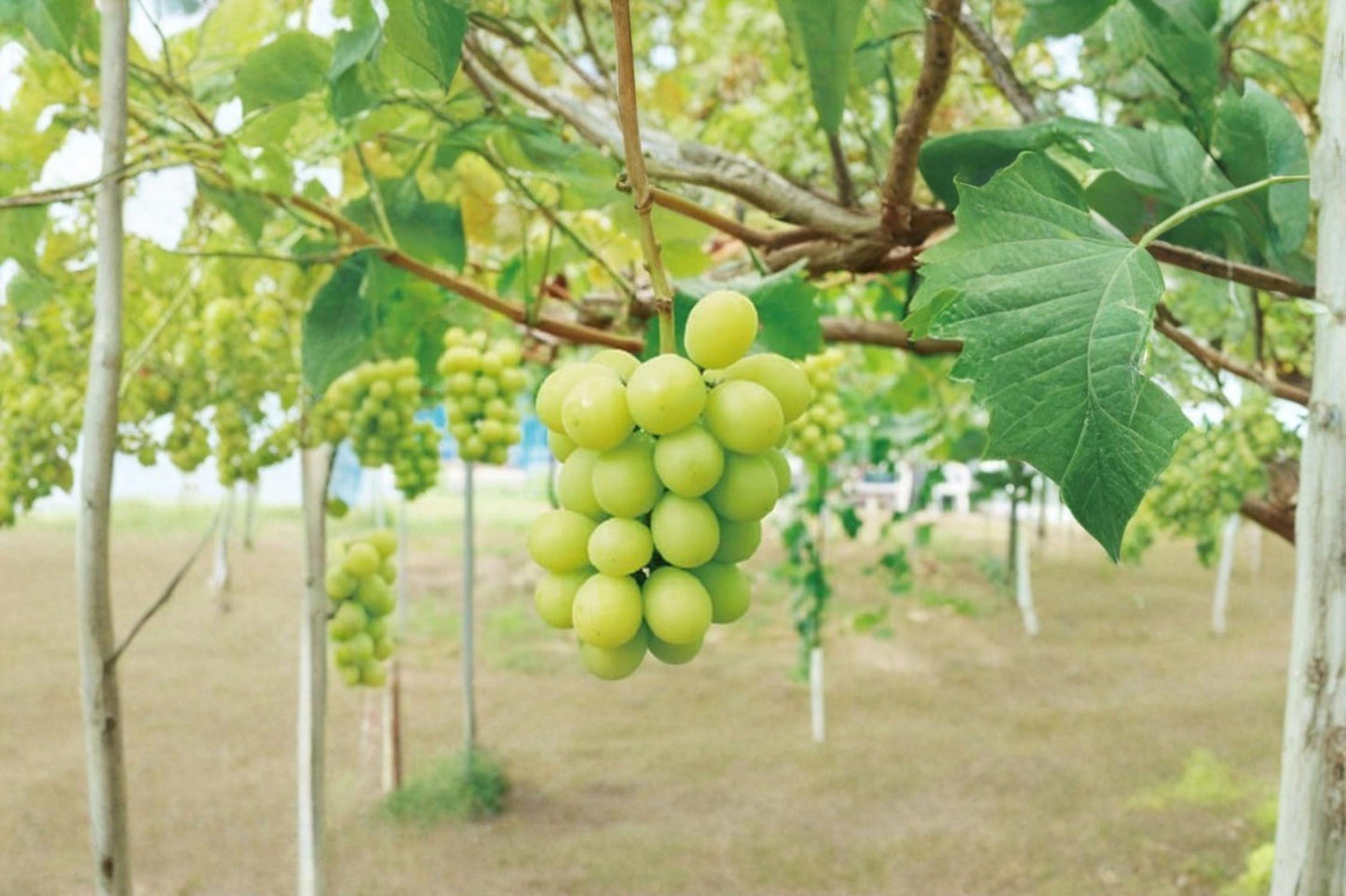 Shine Muscat Grape Cuttings – Unrooted Vitis vinifera ‘Shine Muscat’ Fruit Vine, 6-8 Inches