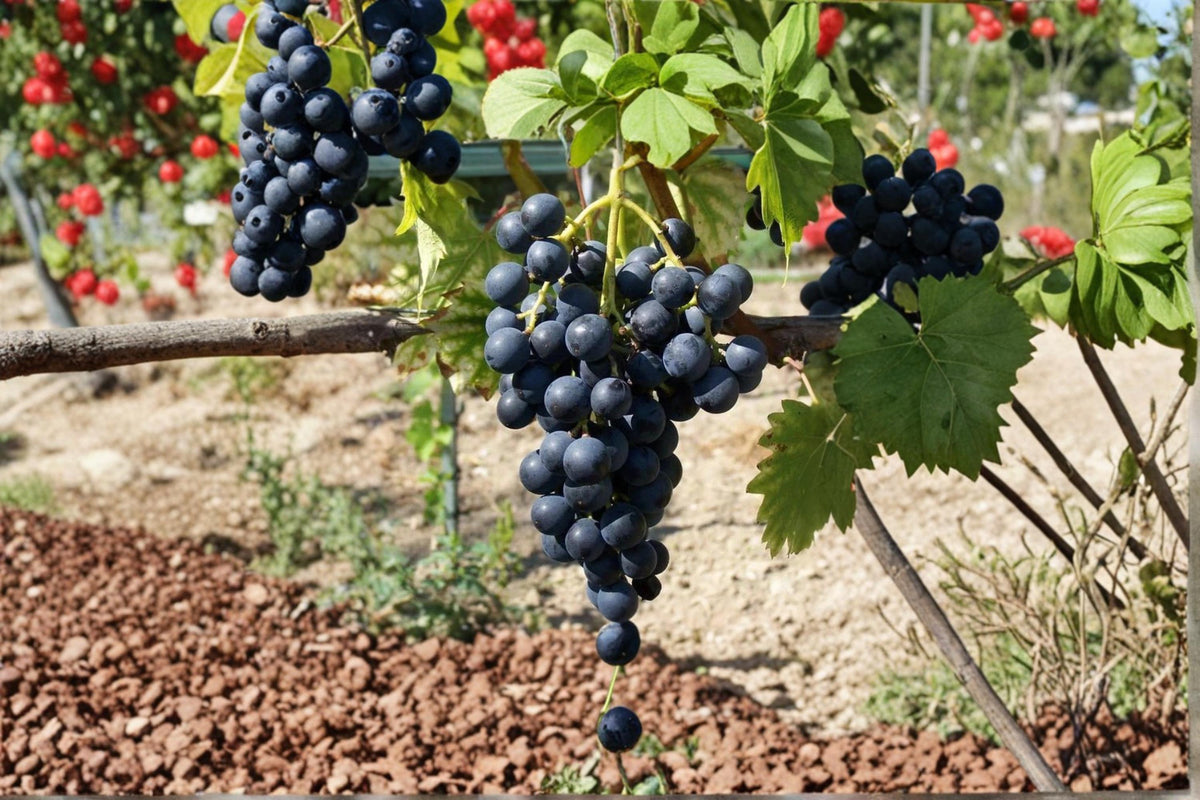 Muscat Bleu Grape Vine Live Plant 1-2 ft Vitis vinifera Deciduous Climbing Vine for Garden or Vineyard