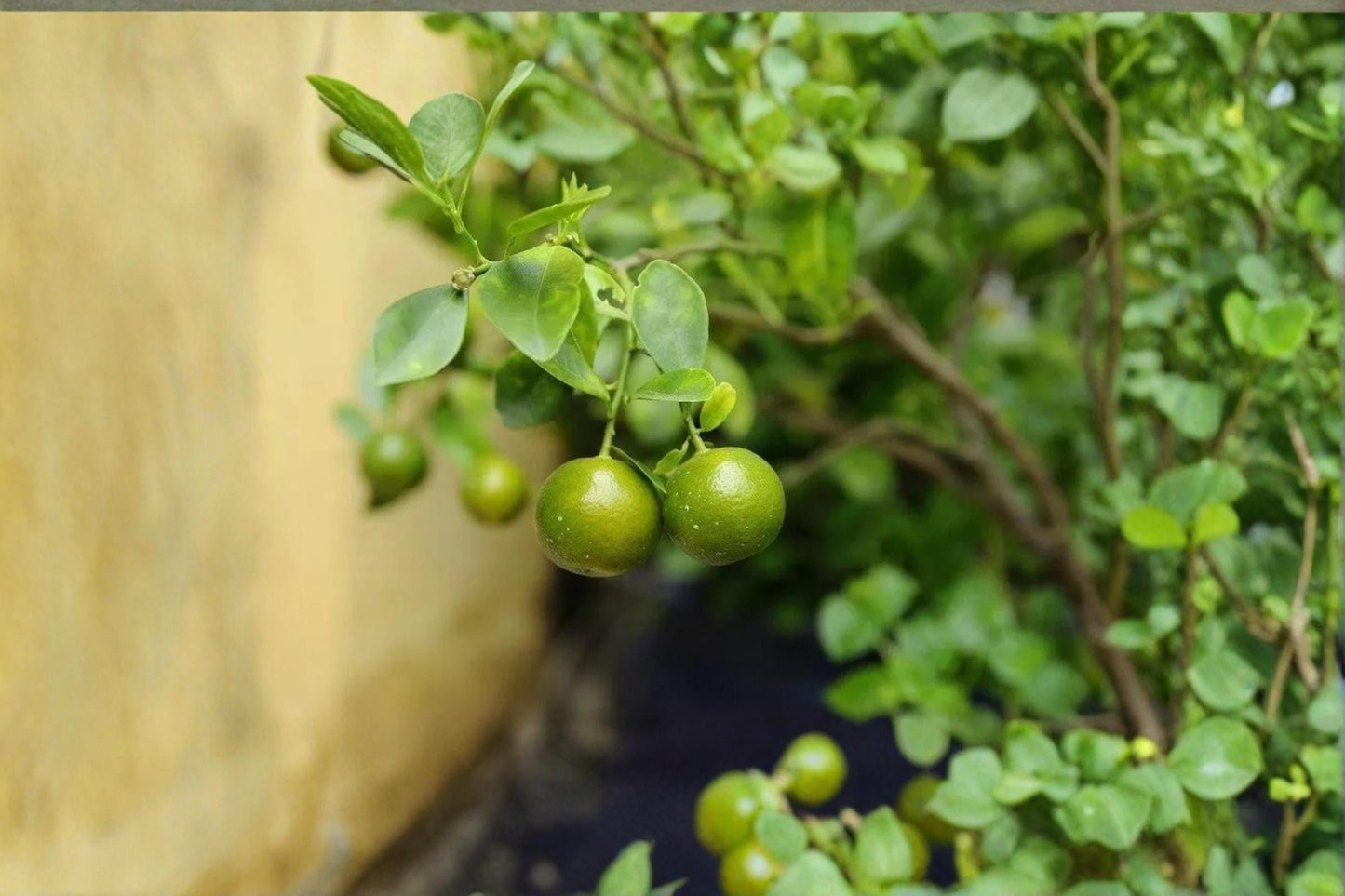 Green Kumquat Seeds - Citrus japonica, Compact Evergreen Citrus Plant for Garden & Container Growth
