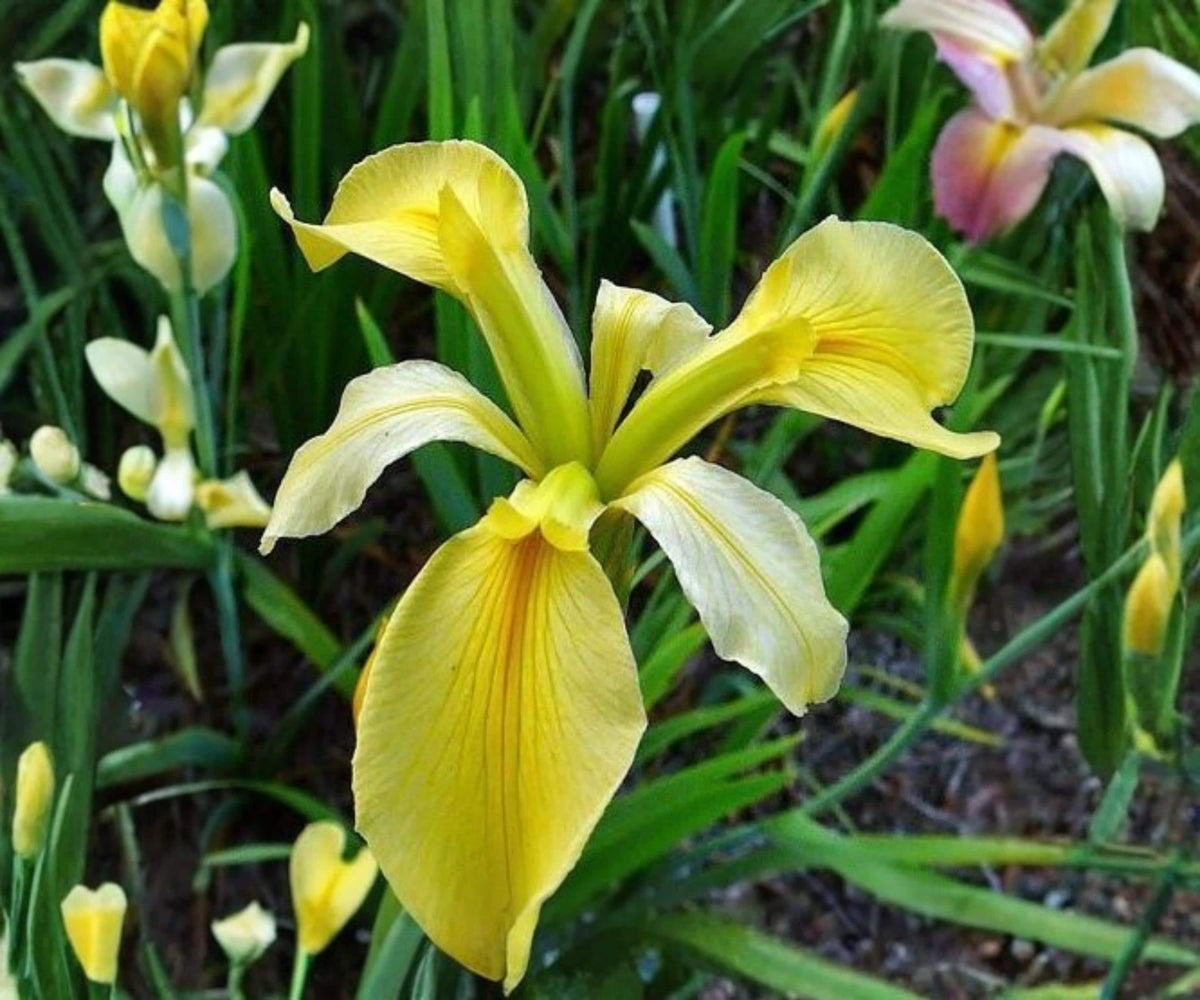 Dixie Deb Louisiana Iris Live Pond Plant – Yellow Hardy Aquatic Marginal Bog Flower – Iris x Louisiana