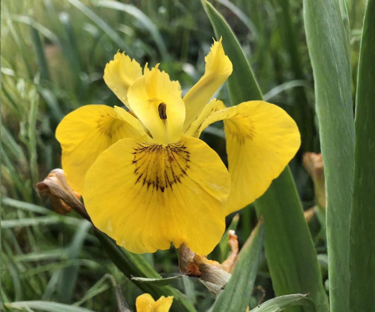 Yellow Flag Iris Live Pond Plant – Hardy Aquatic Marginal Bog Flower Garden – Yellow Iris Scientific Name Iris pseudacorus