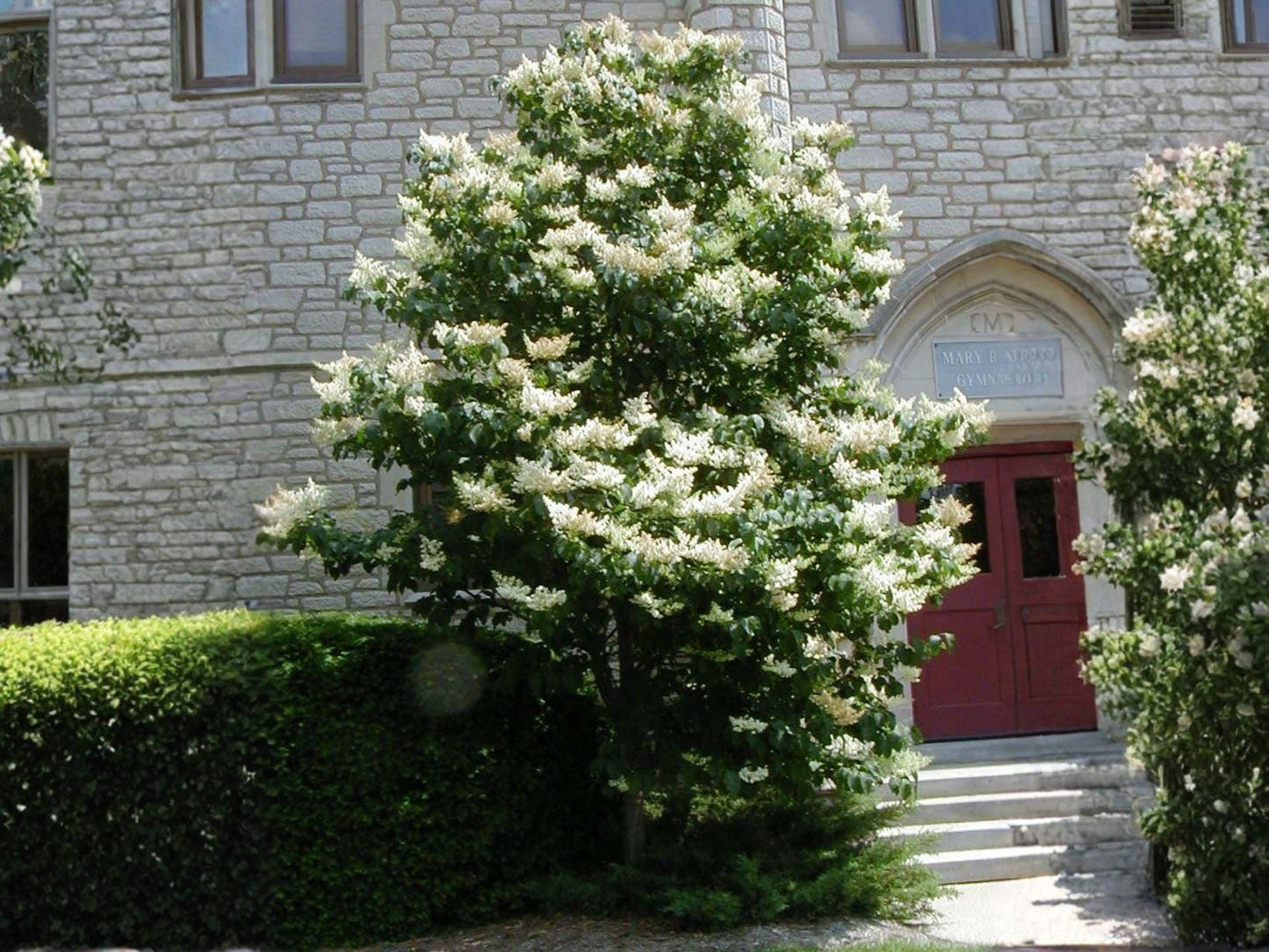 Japanese Tree Lilac Seeds – Heirloom Syringa amurensis japonica for Garden Planting, Ornamental Flowering Tree, Non-GMO