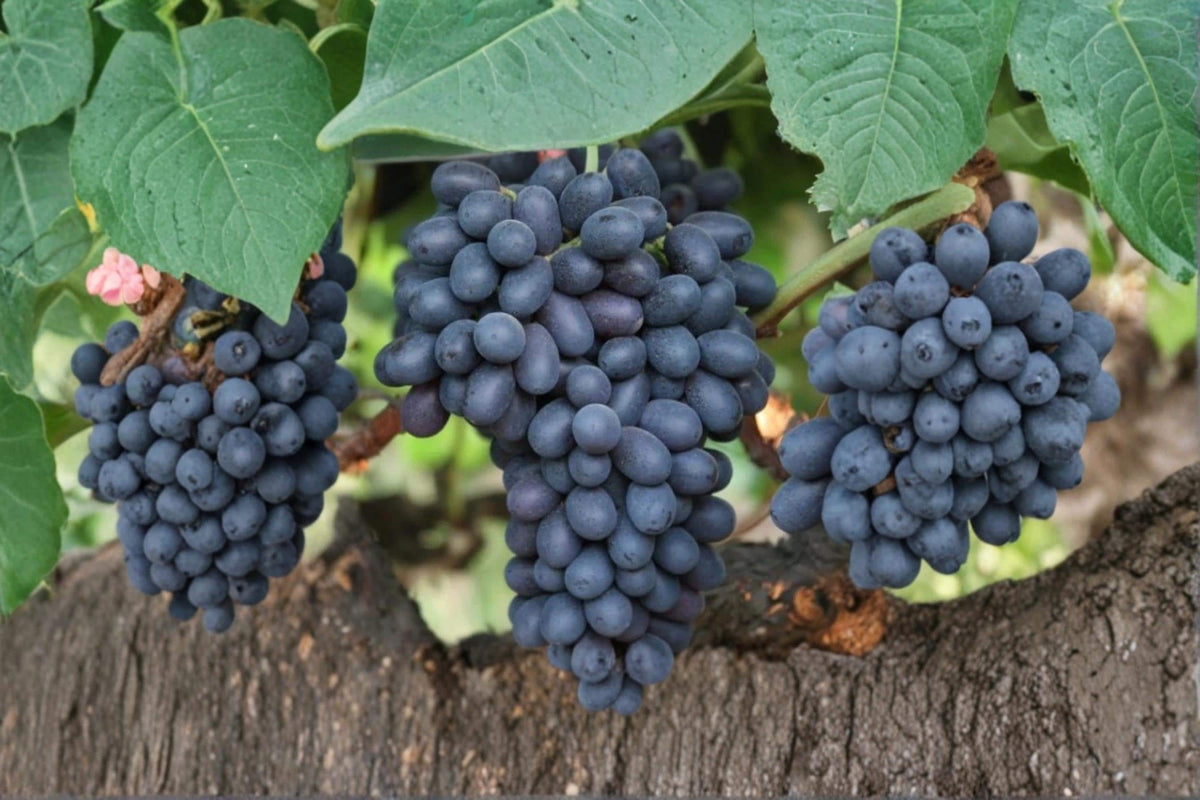 Autumn Royal Grape Vine Cuttings 6-8" | Unrooted Vitis vinifera ‘Autumn Royal’ Fruit Plant