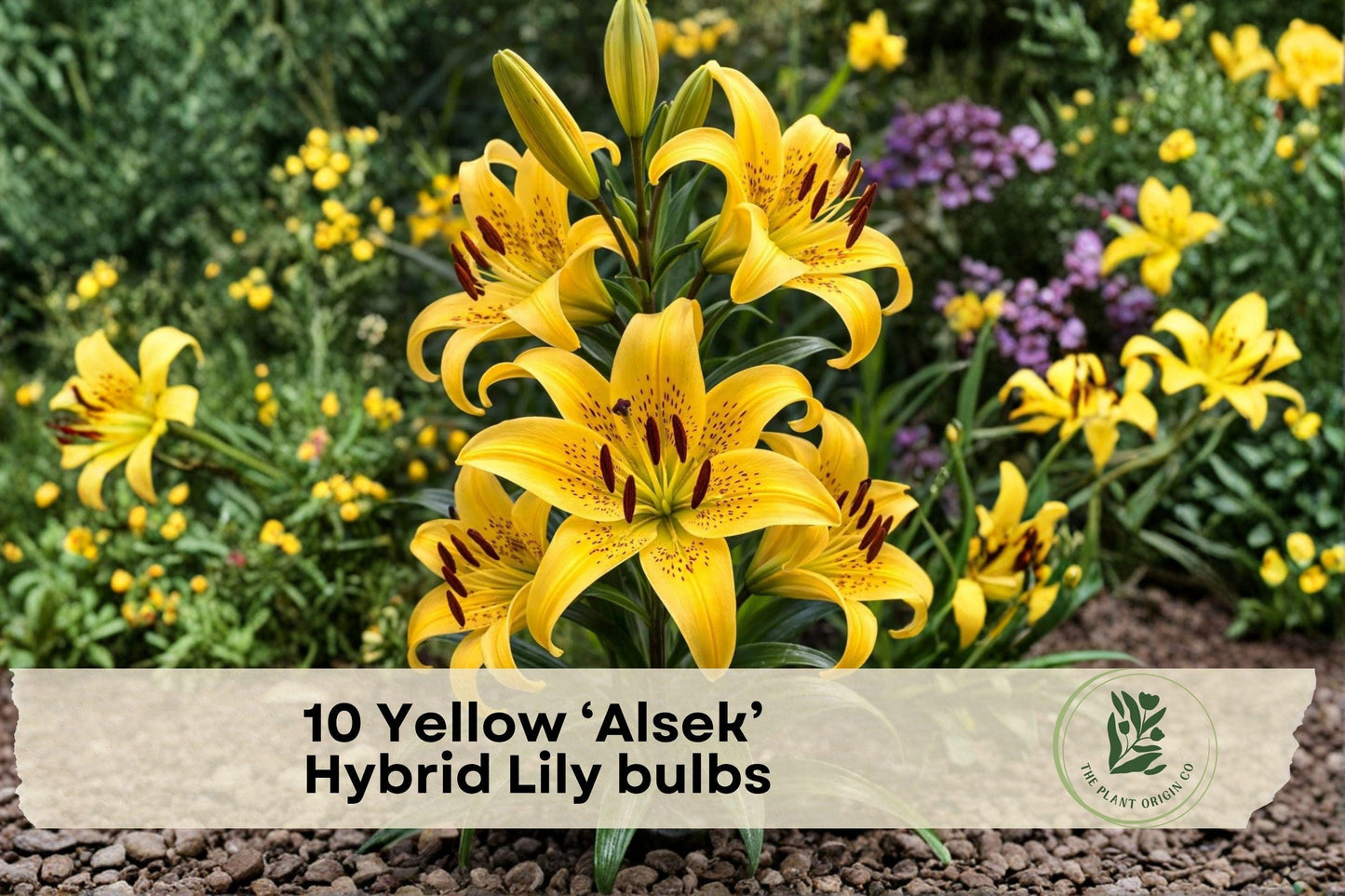 10 Yellow Alsek Hybrid Lily Bulbs – Bright Perennial Flower Bulbs for Garden Beds & Borders – Lilium hybridum