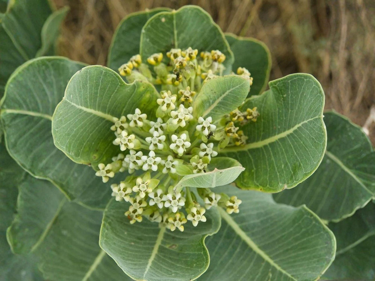Asclepias Arenaria Seeds – Western Sand Milkweed Native Wildflower Non-GMO Heirloom Pollinator Plant