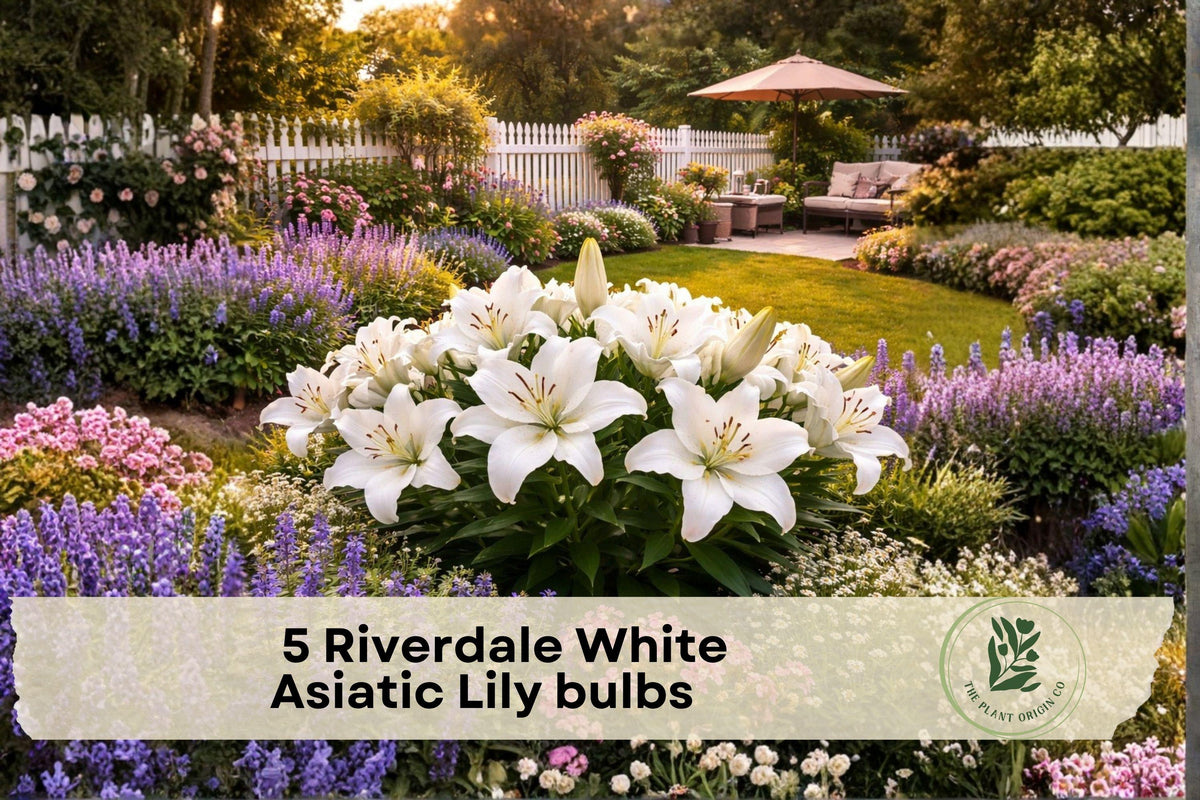Riverdale White Asiatic Lily Bulbs – White Perennial Flower Bulbs for Garden Beds and Borders – Lilium asiaticum