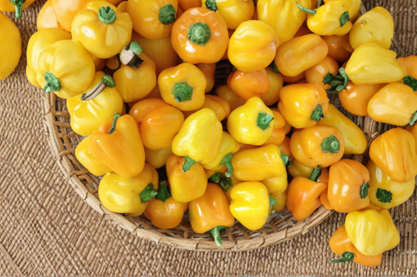 Mini Yellow Bell Pepper Seeds – Rare, Sweet, High-Yield Garden Planting, Capsicum annuum