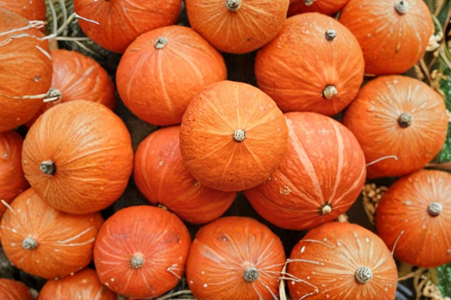 Baby Red Hubbard Squash Seeds – Heirloom Non-GMO Orange Hokkaido Winter Squash, 10 Seeds