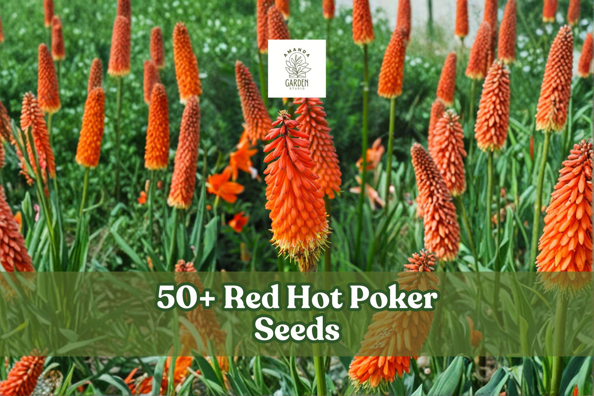 Red Hot Poker Seeds – Kniphofia uvaria Perennial with Red & Yellow Torch Flowers, Full Sun, 50+ Seeds