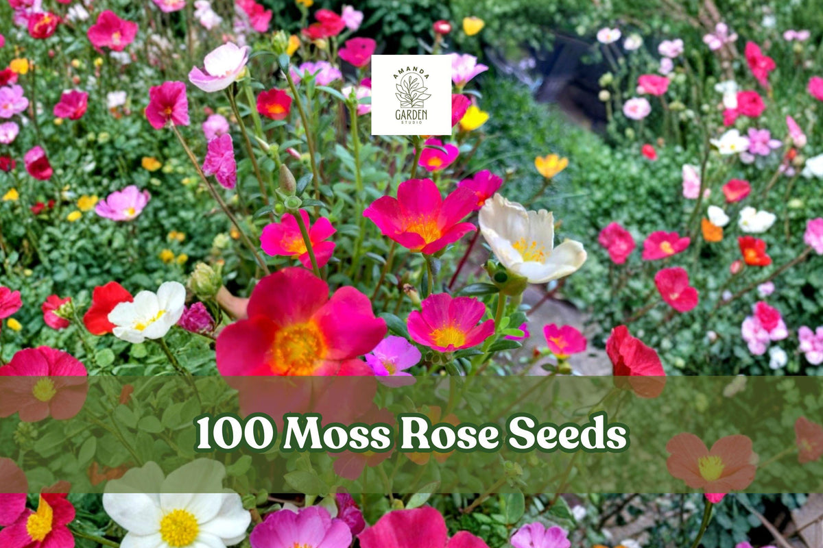 100 Moss Rose Seeds Portulaca grandiflora Colorful Flower Mix - Drought Tolerant Annual for Gardens & Containers