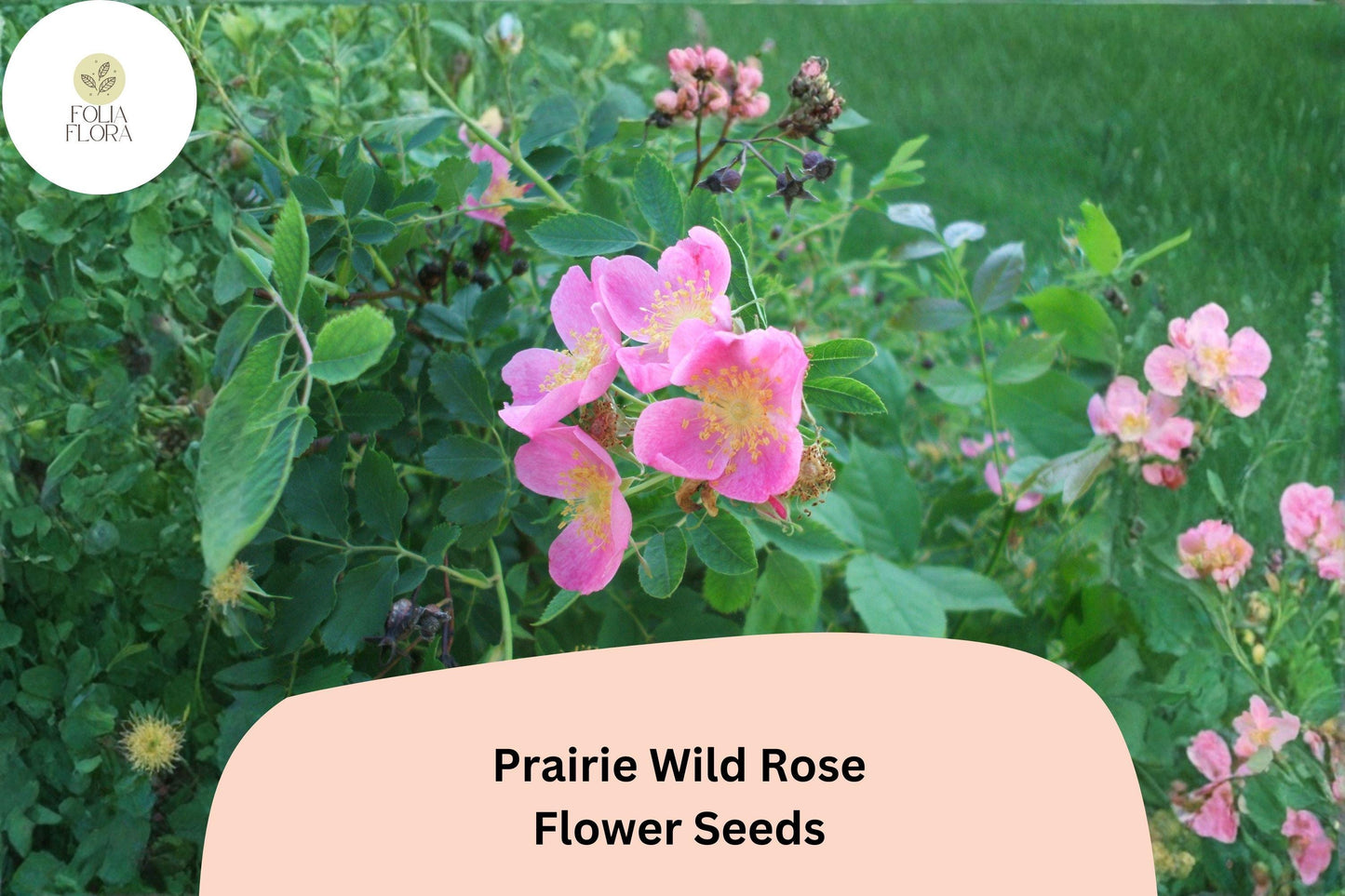 Prairie Wild Rose Seeds – Rosa arkansana Perennial Shrub with Pink Blooms for Native Gardens and Pollinator Gardens