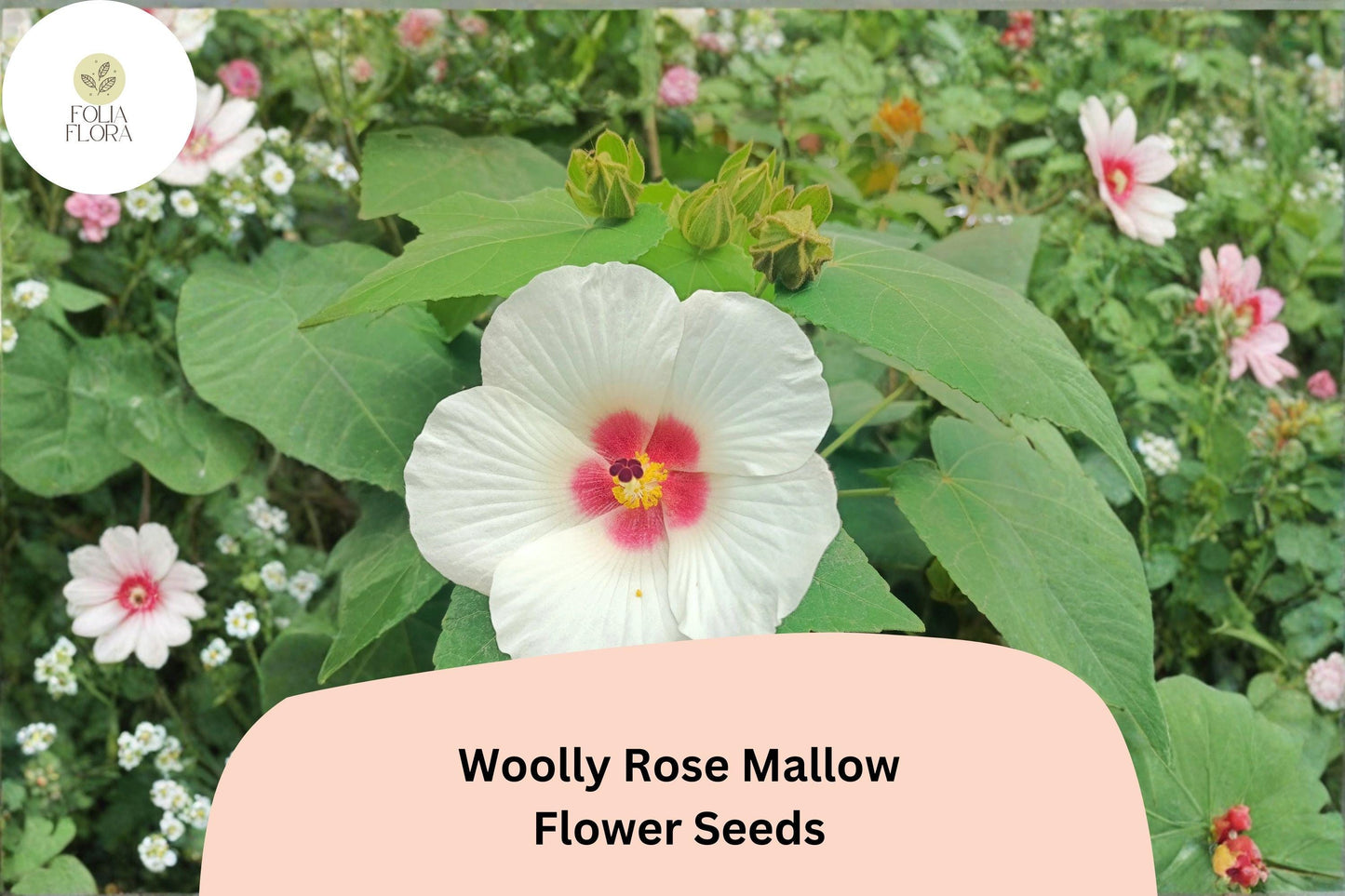 Woolly Rose Mallow Seeds – Native Hibiscus lasiocarpos, White Flowers with Red Center, Wetland & Rain Garden Plant