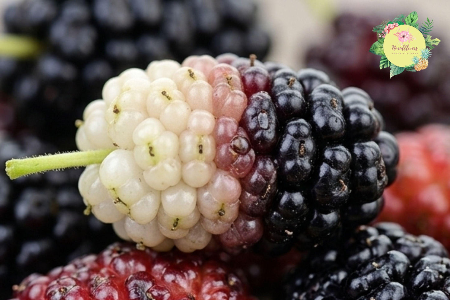 Sweet Lavender Mulberry Seeds – Morus alba Fruit Tree, Fragrant Berries, 100 Pack for Home Garden and Fruit Cultivation