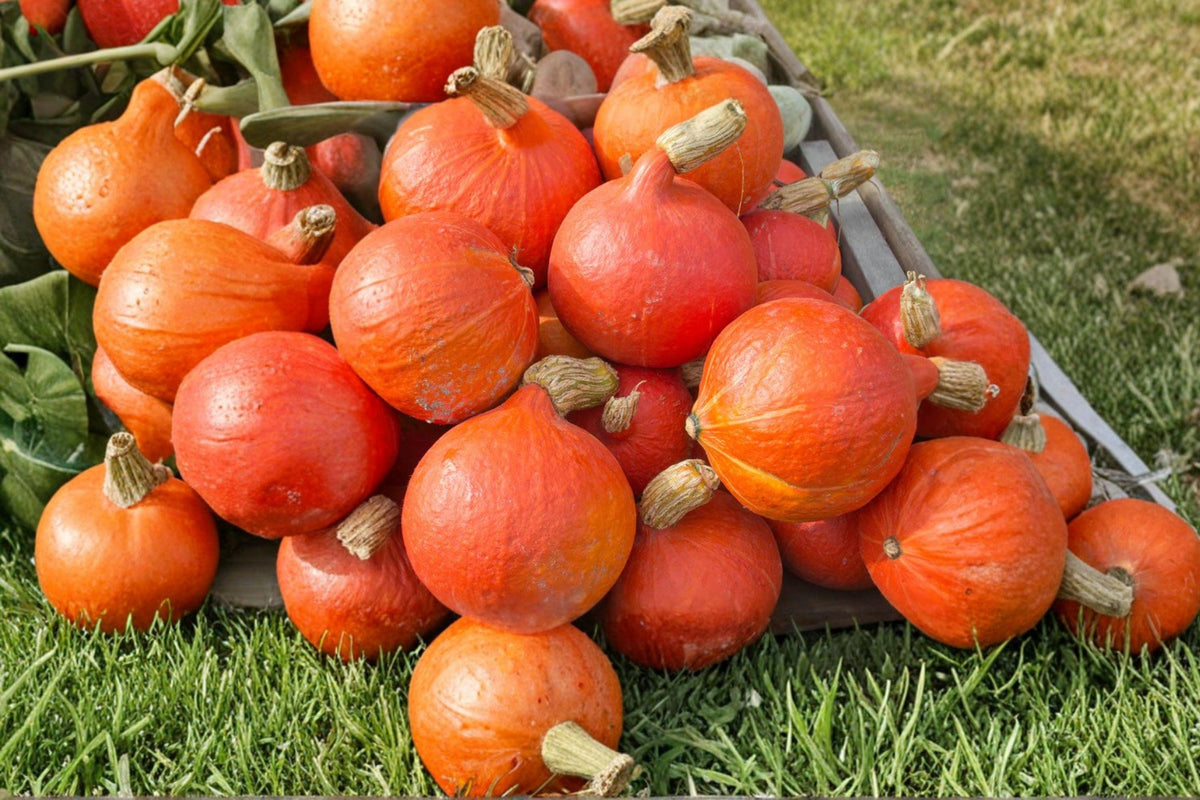 Japanese Red Kuri Squash Seeds – Heirloom Organic Winter Squash, Teardrop-Shaped, Nutty Flavor, Uchiki Kuri, 10 Seeds