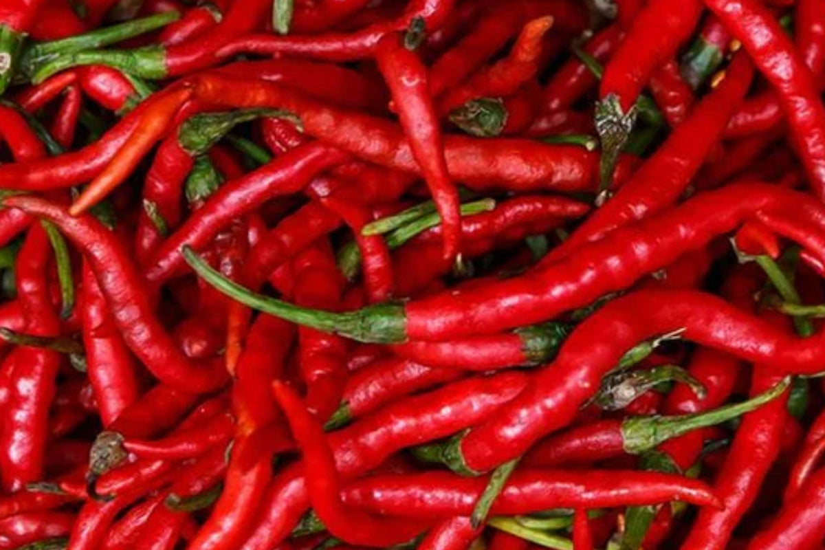Long Slim Cayenne Pepper Seeds – Heirloom Non-GMO Chili Pods for Hot Sauces and Drying