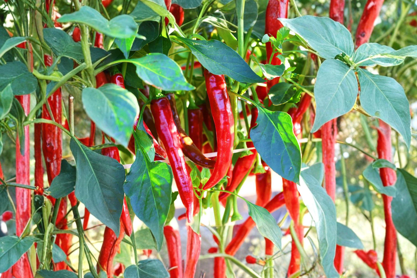 Cayenne Pepper Seeds Fiesta Blend Heirloom Organic Non-GMO Chili Peppers 50+ Seeds