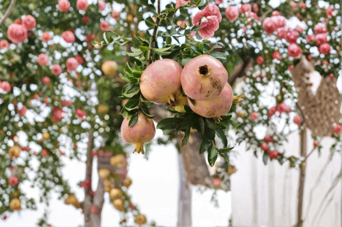 Babylonian White Pomegranate Cuttings - Unrooted 6-8" Punica granatum Fruit Tree for Garden Landscape