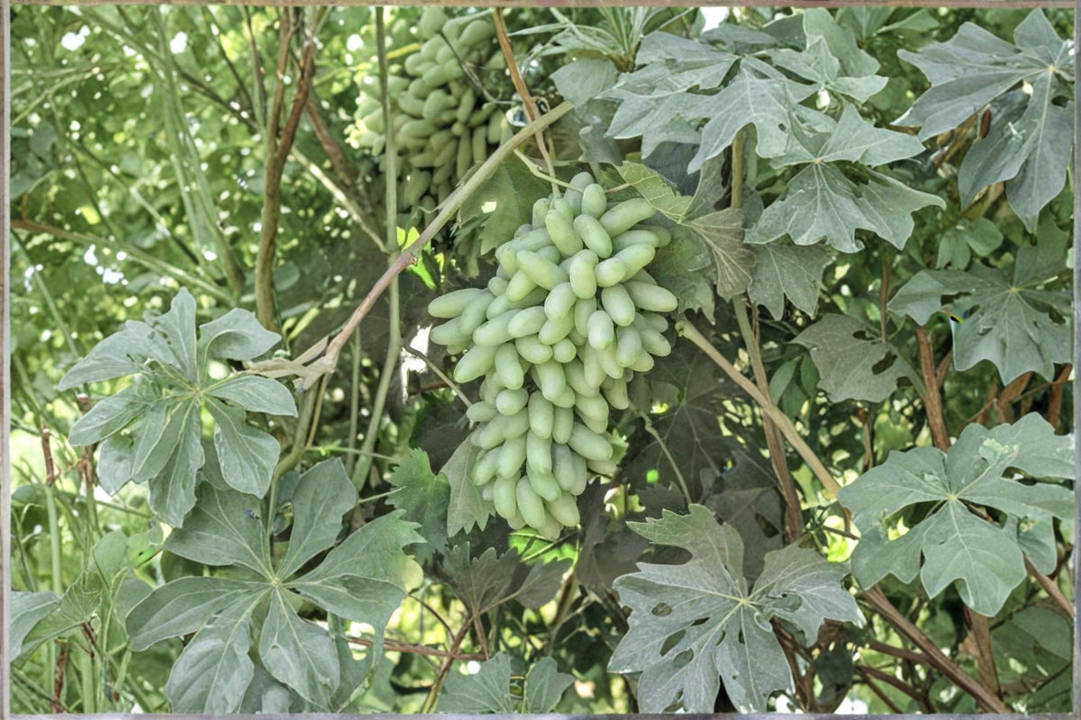 Waterfall Fingers Grape Vine | 2-3 ft Vitis vinifera Fruit Climbing Plant for Garden & Trellis