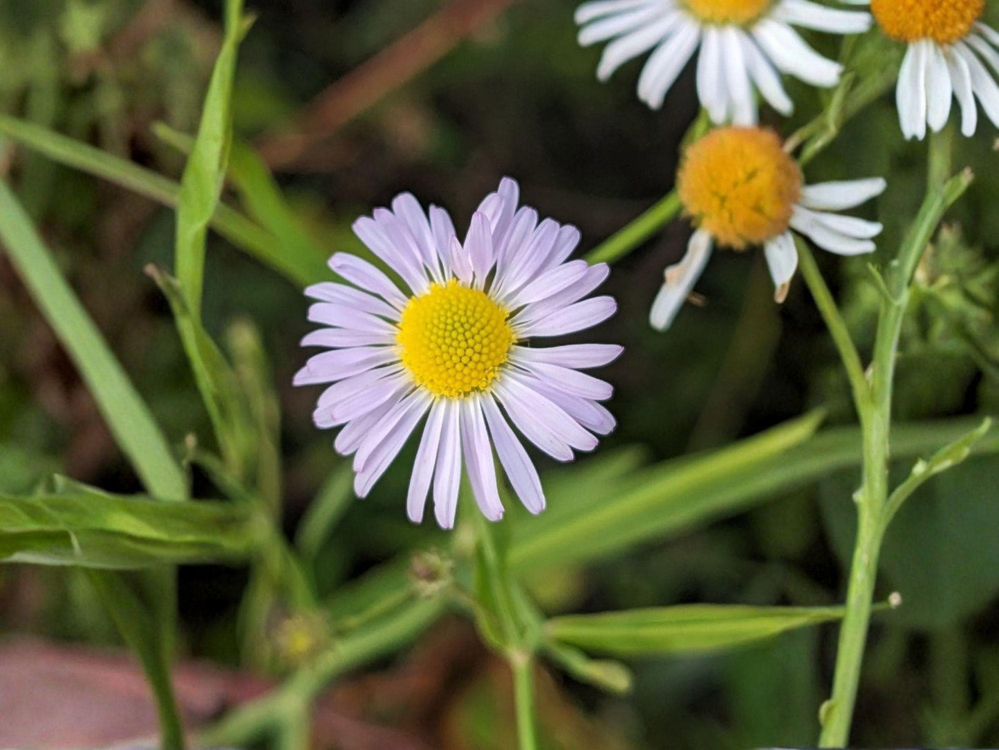 Decurrent False Aster Seeds – Native Wildflower for Pollinator Gardens – Boltonia decurrens – Heirloom, Non-GMO, Open-Pollinated