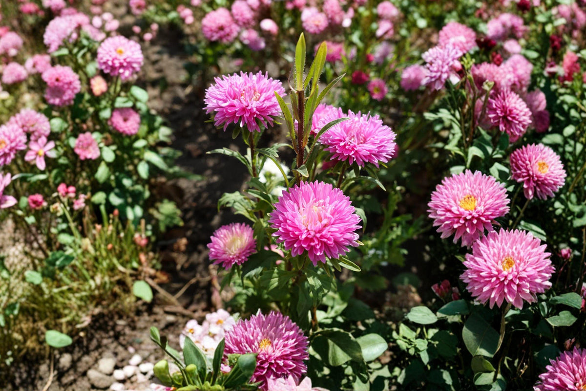 China Aster Seeds Rainbow Mix – Open Pollinated Cut Flower Garden Seeds for Vibrant Blooms, Bee-Friendly, Non-GMO