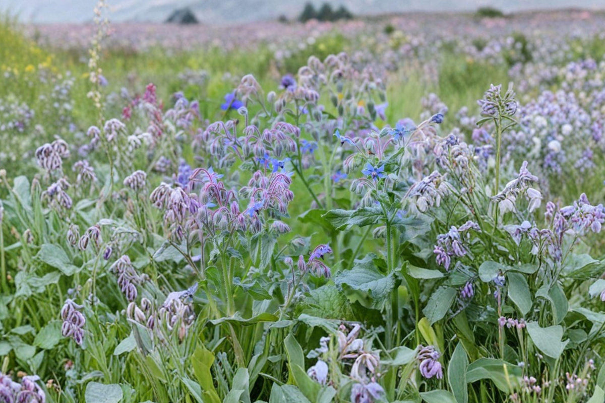 Heirloom Borage Herb Seeds - Edible Blue Flowers, Pollinator Friendly, Non-GMO, Culinary and Medicinal Uses