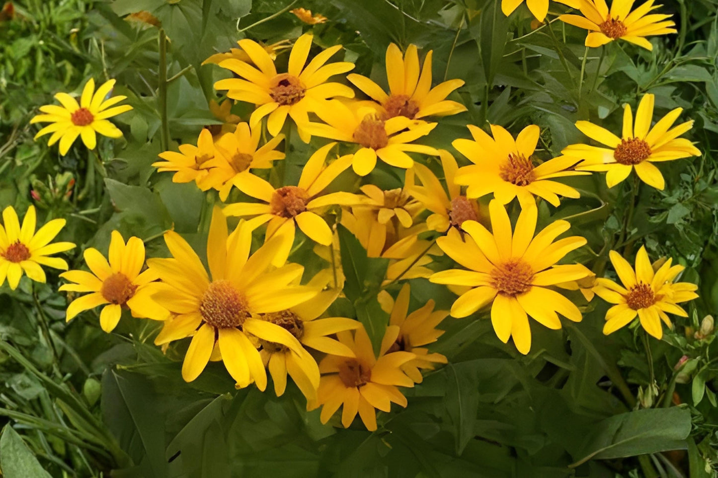 False Sunflower Seeds - Heliopsis helianthoides, Bright Yellow Daisy-Like Blooms, Perennial for Borders & Pollinator Gardens